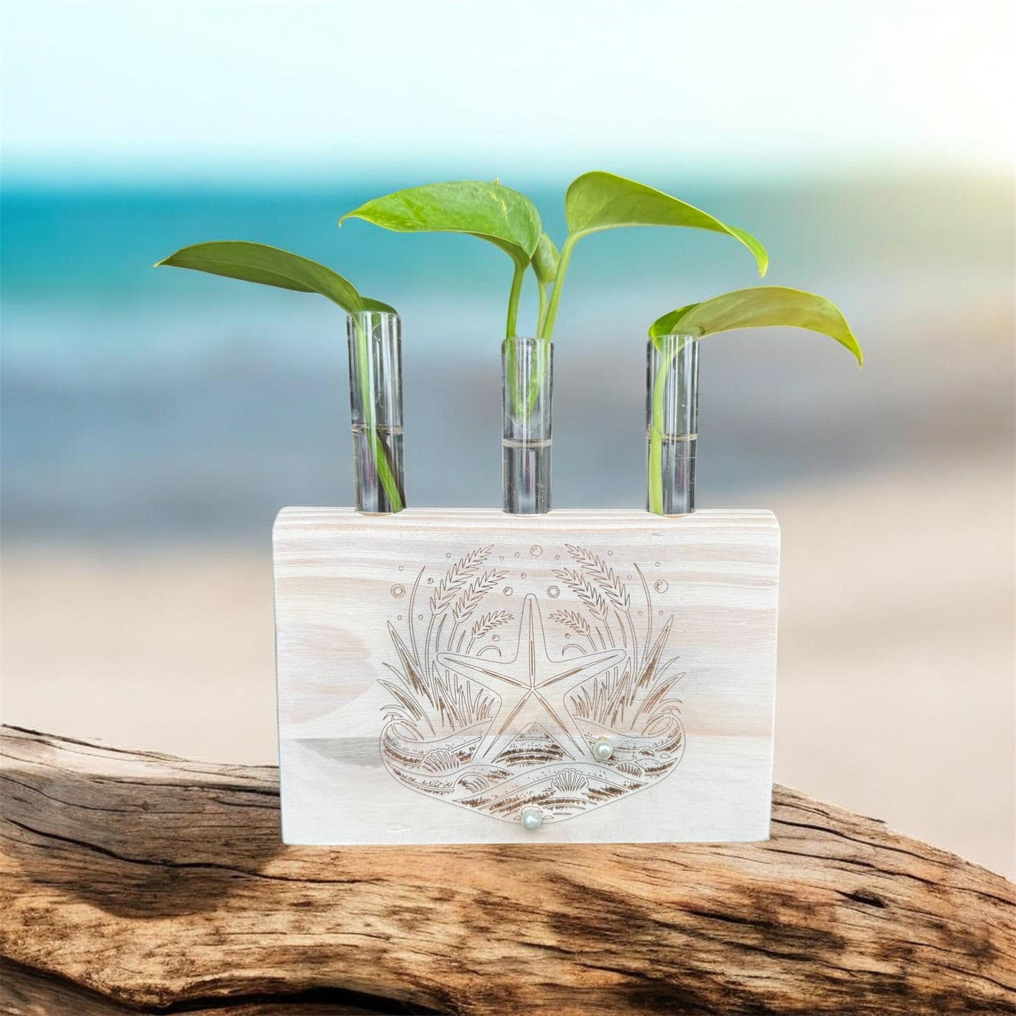 3 Tube Starfish Engraved Propagator