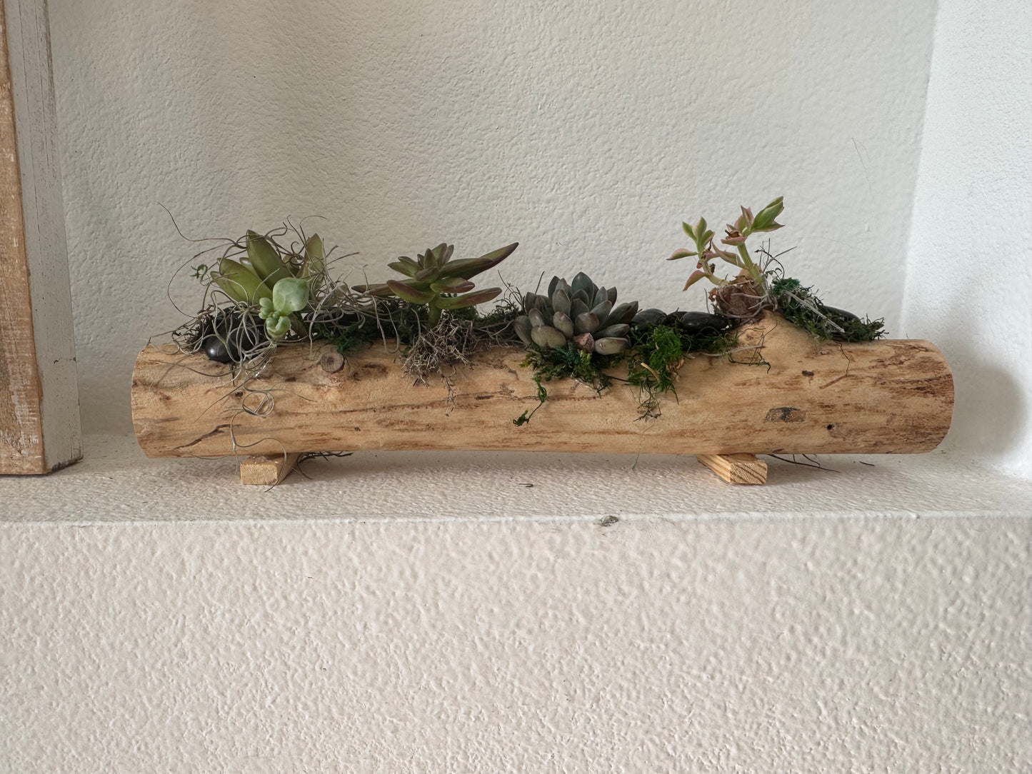Succulent planter