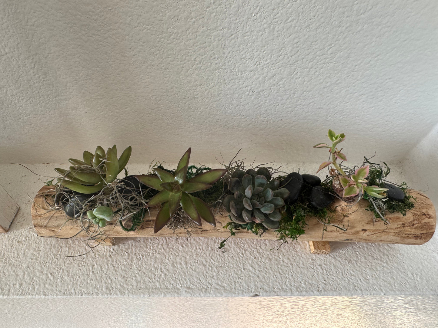 Succulent planter