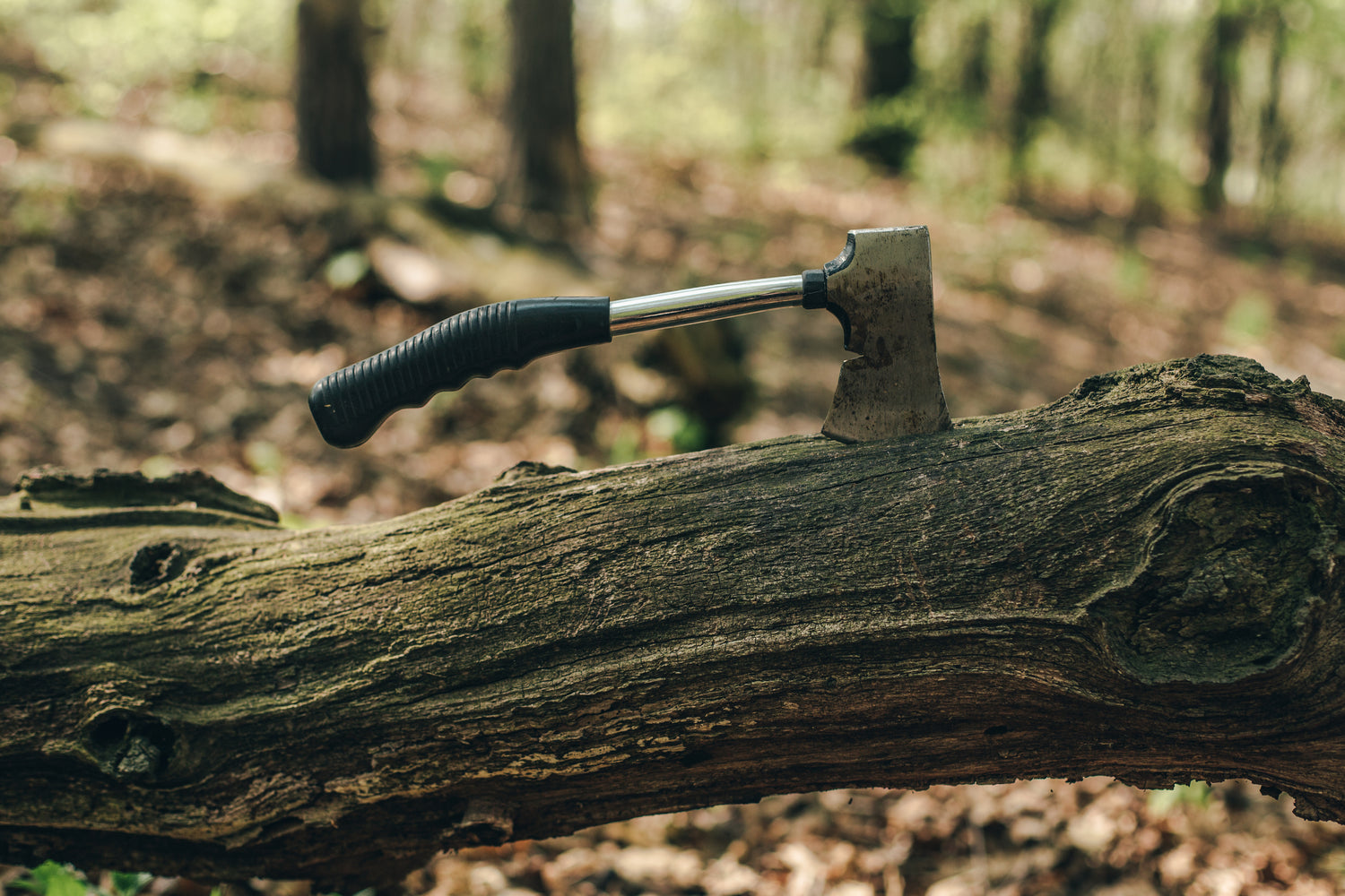 Creating new life out of fallen branches